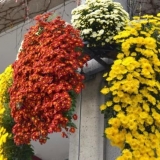 Kaskada krizantema (ampel): uzgoj i njega, sorte, fotografije